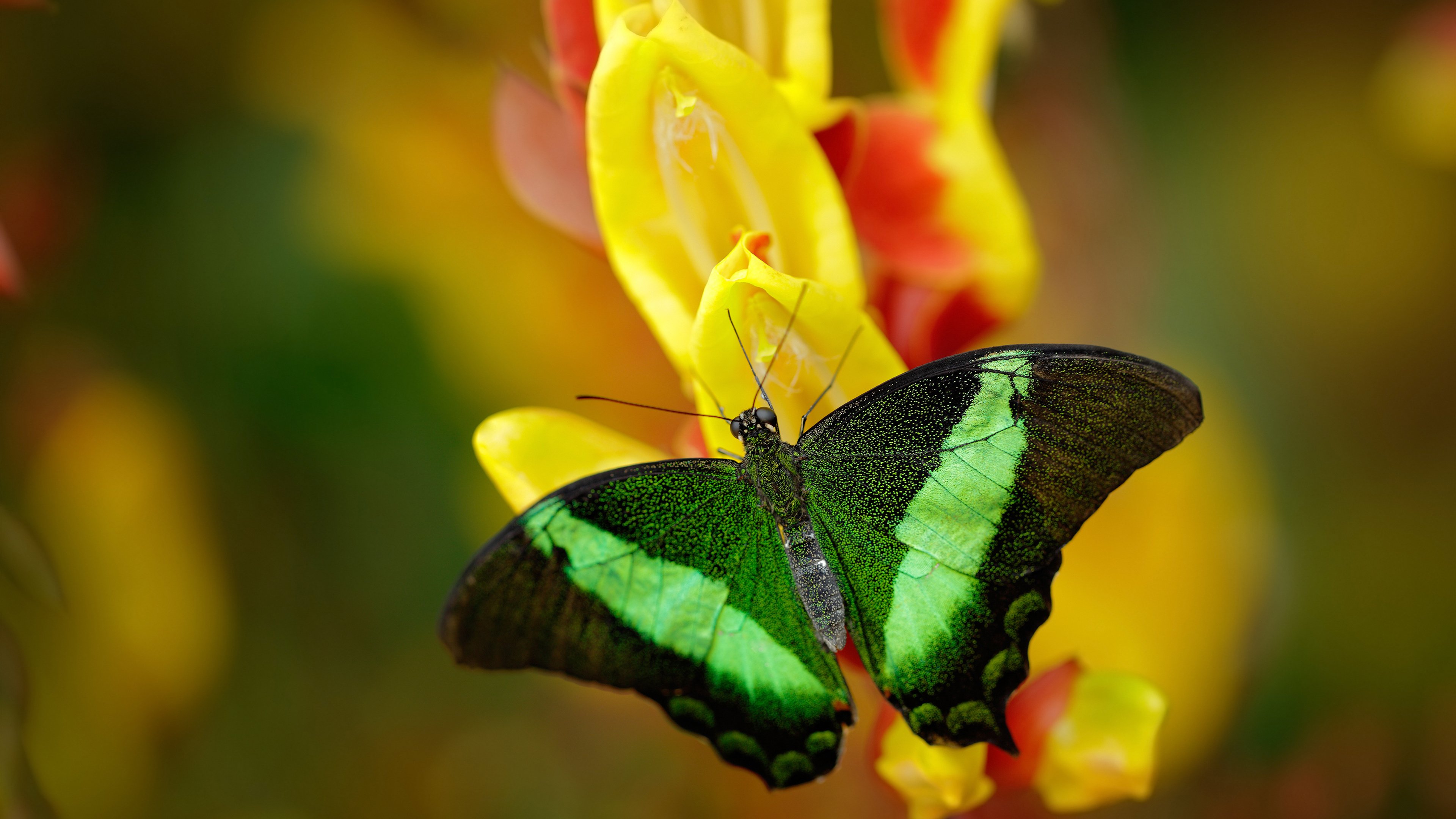 Jiu You-NBA开启“全球青年篮球挑战赛”，吸引数百队报名，篮球青少年锦标赛
