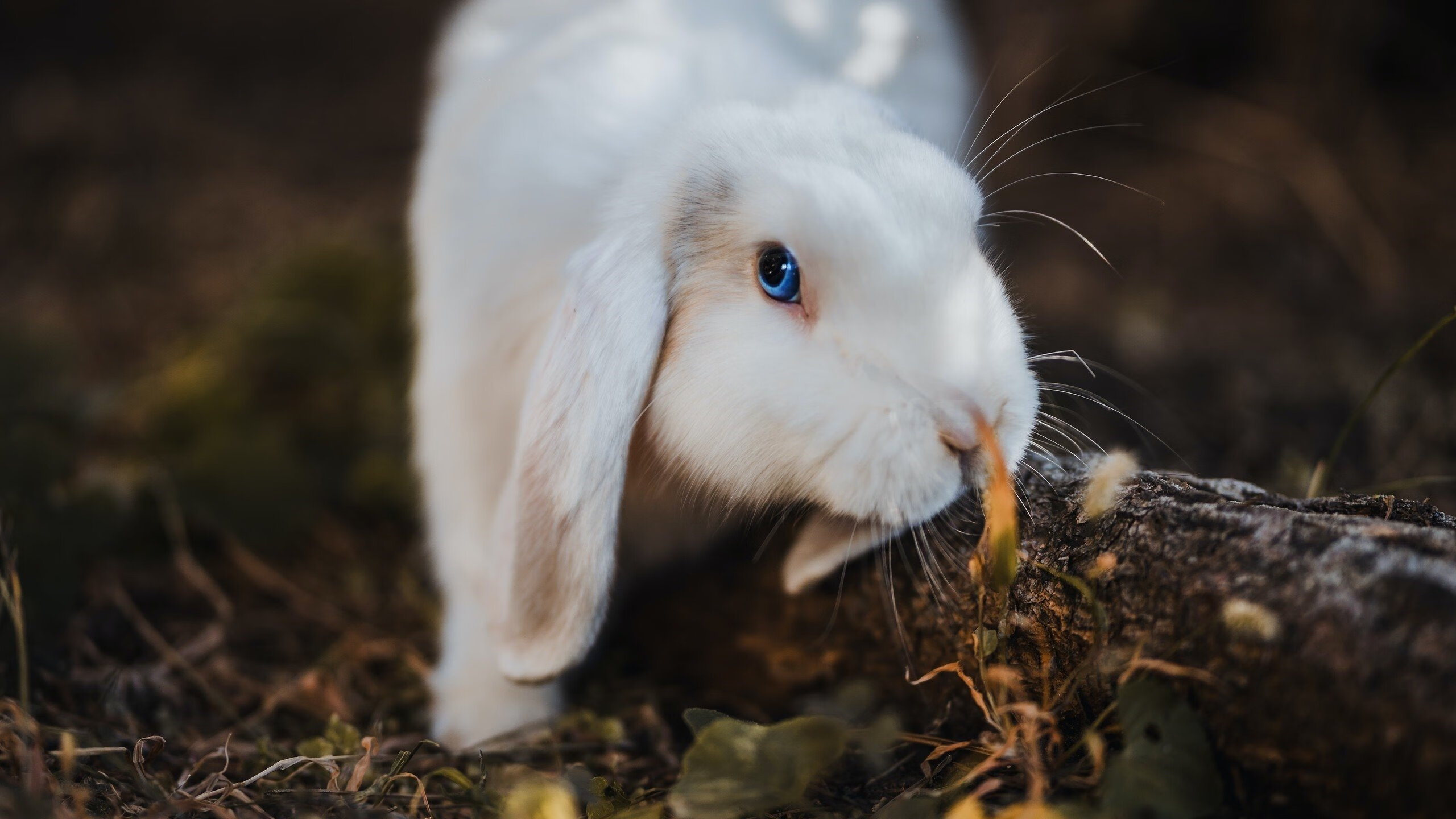九游(jiuyou)官方网站-“德甲豪门对决：实力对抗激烈，比赛精彩不断”，西甲豪门