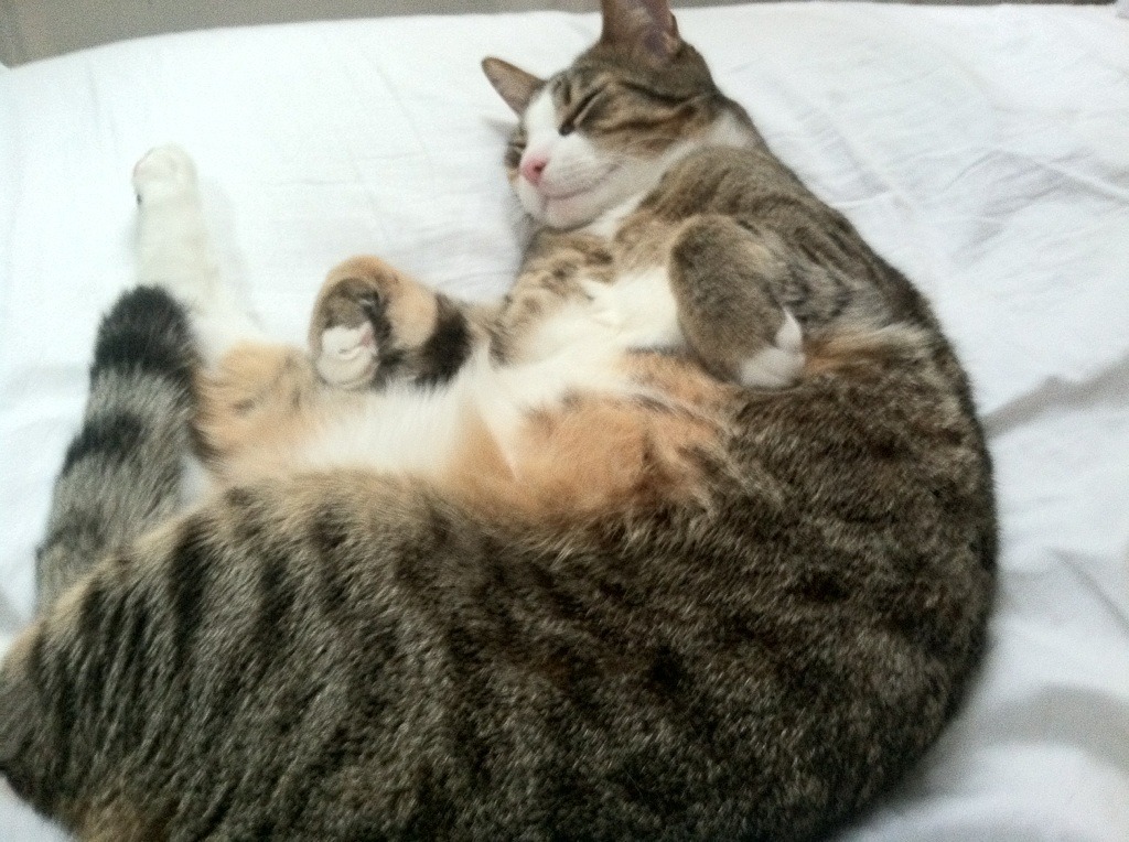 墨西哥马术协会与学校合作，开展马术教育课程，推广马术文化。