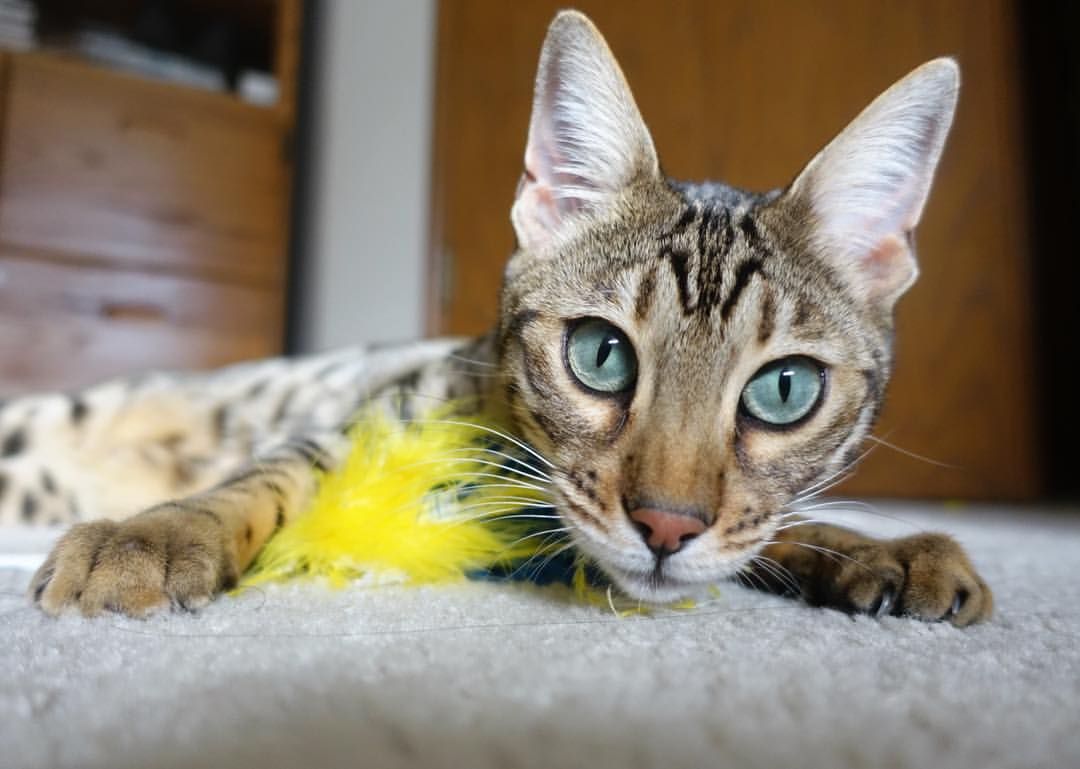 九游下载官网-德甲签约高潮：多豪门纷纷补充中场和锋线，德甲收官